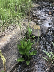Plantago longissima