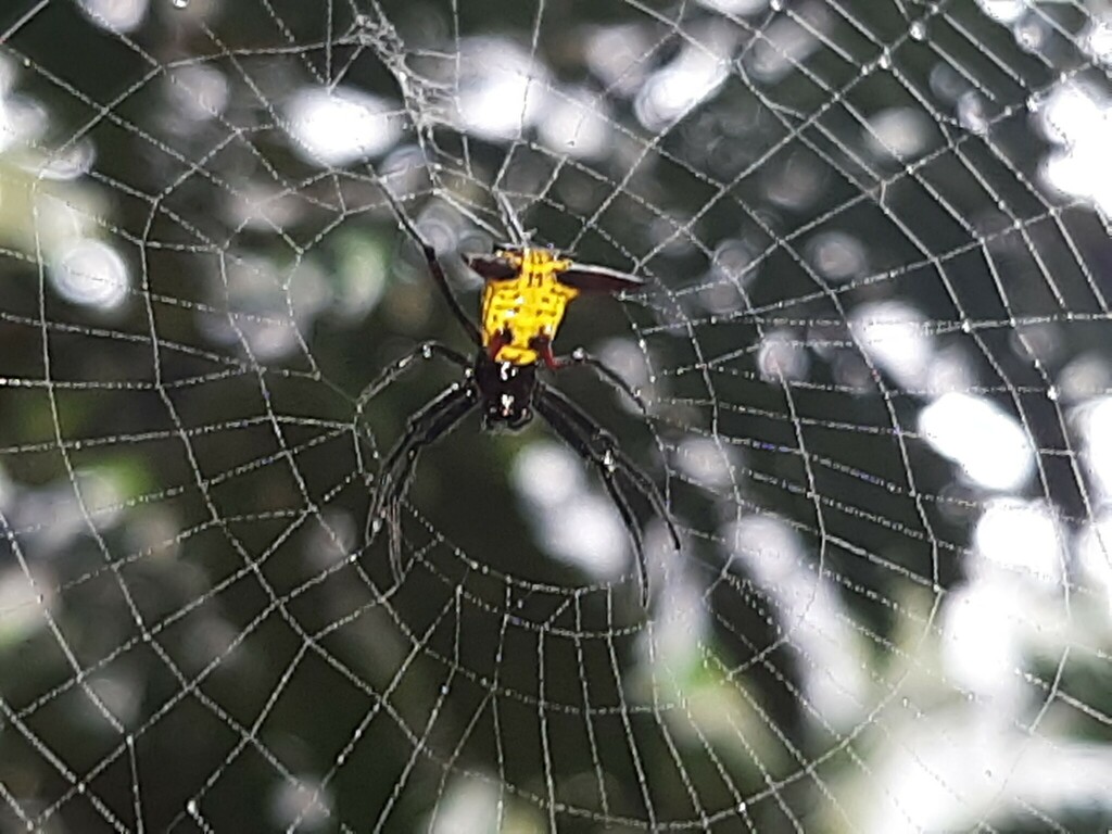 orb weavers