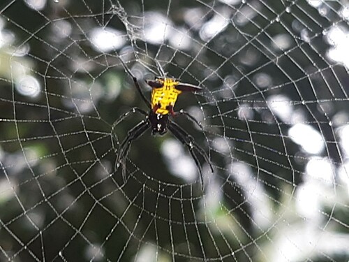 orb weavers