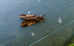 Ercheia