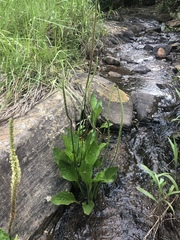 Plantago longissima