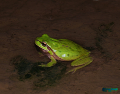 Hyla savignyi
