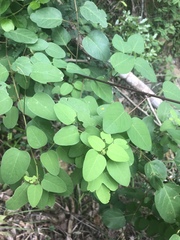 Helinus integrifolius