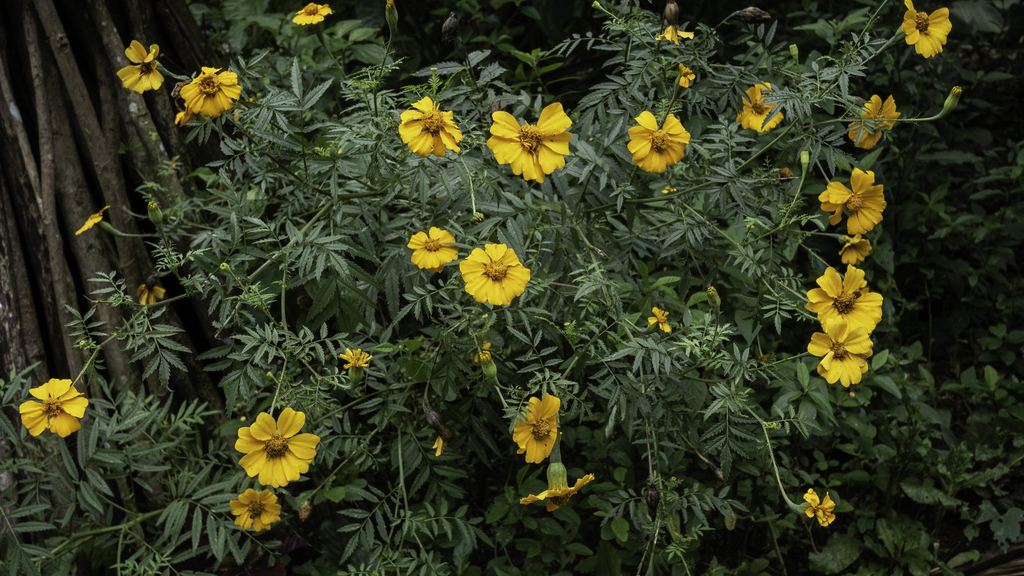 Mexican Marigold