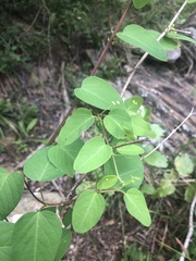 Helinus integrifolius