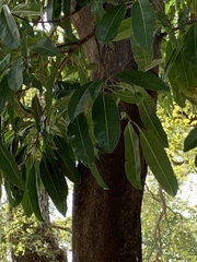 Cupaniopsis anacardioides