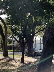 Cupaniopsis anacardioides