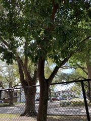 Cupaniopsis anacardioides