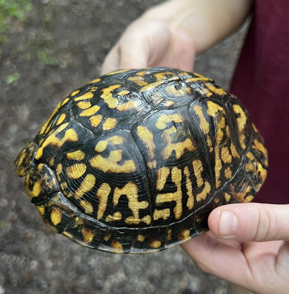 Common Box Turtle in July 2023 by Benjamin Schwartz · iNaturalist