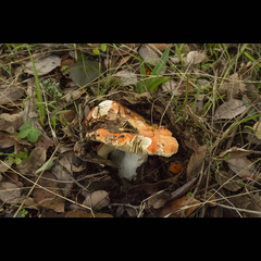 Russula silvicola