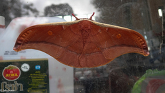 Antheraea