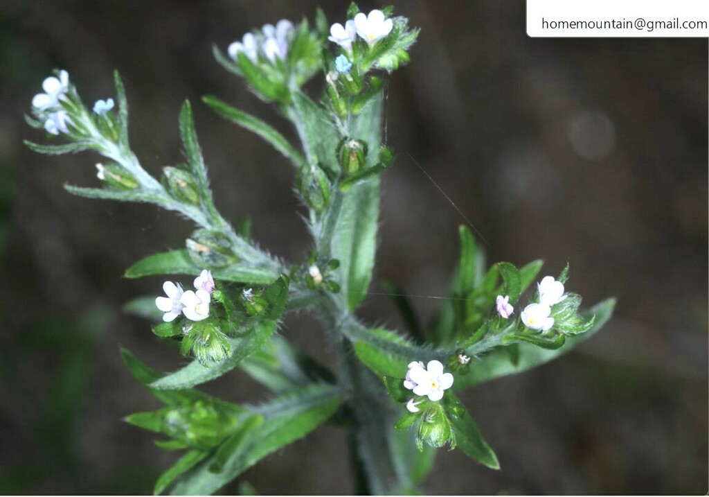 Lappula shanhsiensis