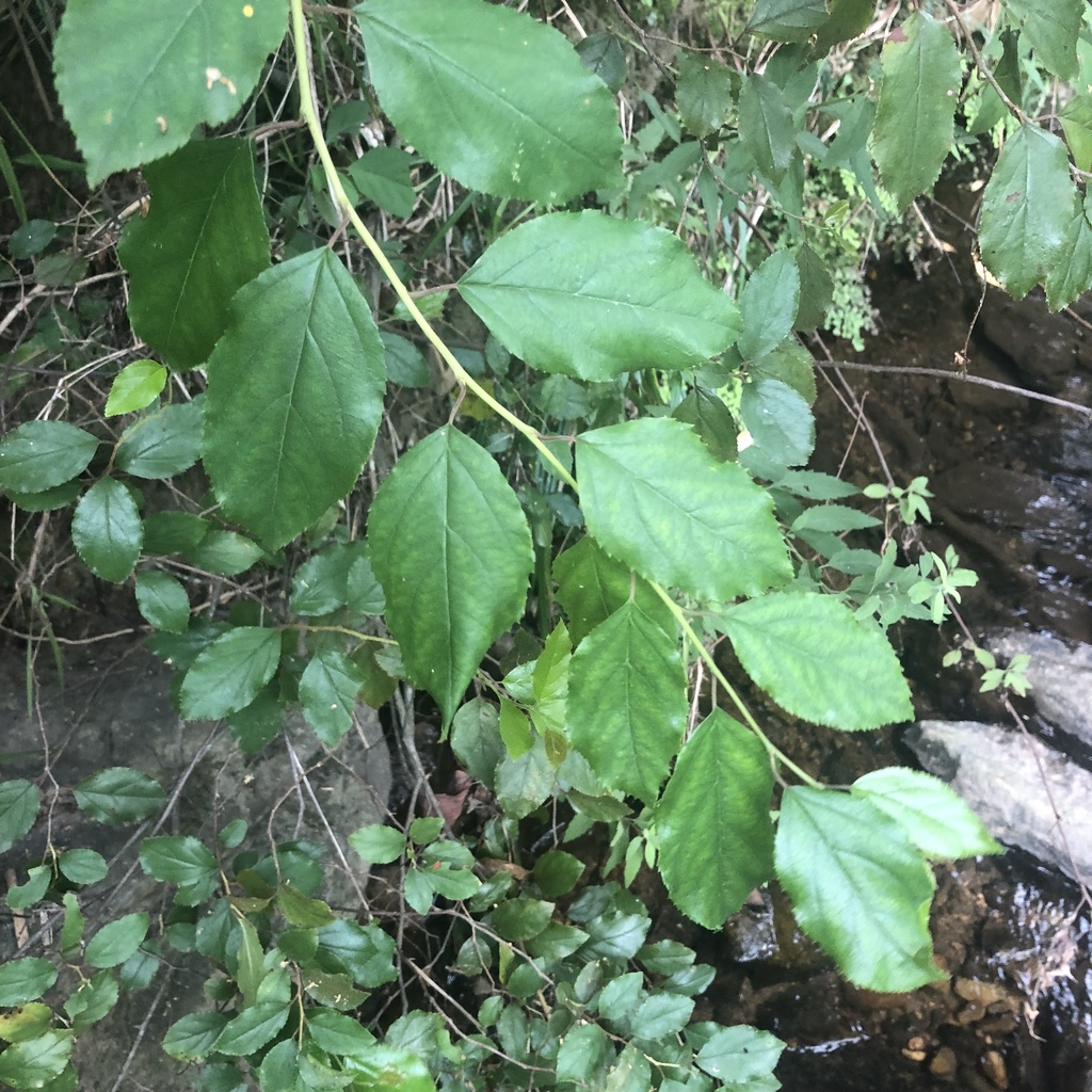 African Escallonia