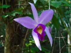 Laelia anceps