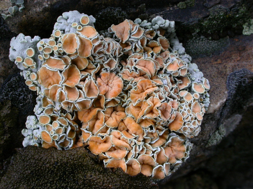 Rimmed Navel Lichens (Macrolichens Genera Of The Pacific Northwest ...