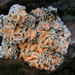 Rimmed Navel Lichens - Photo (c) anonymous, some rights reserved (CC BY-SA)