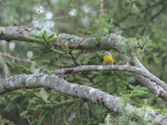 Leiothlypis ruficapilla image