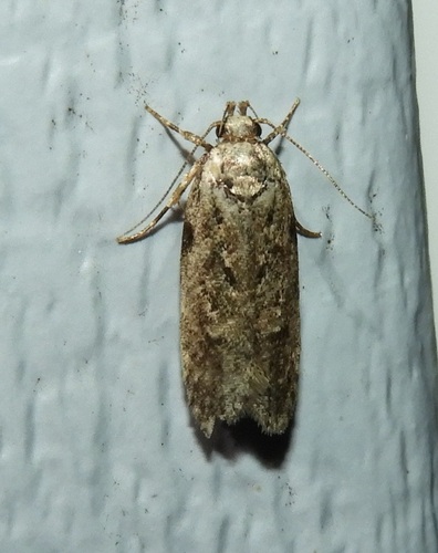 Chionodes pereyra photo 2