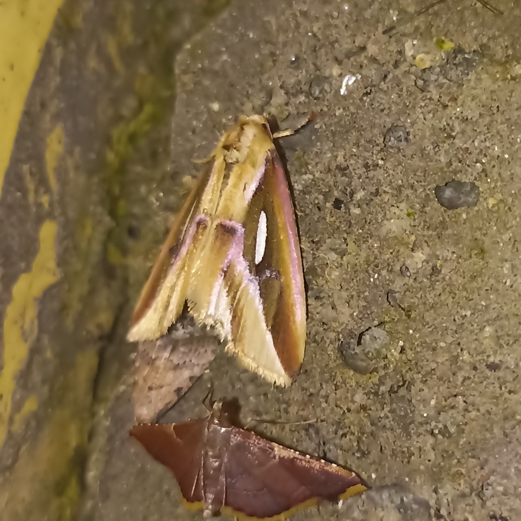 Micardia pulcherrima