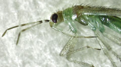 Dicyphus