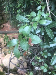 Rhoicissus revoilii