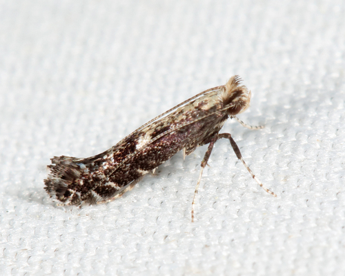 Parornix obliterella