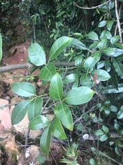 Rhoicissus revoilii