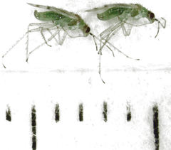 Dicyphus
