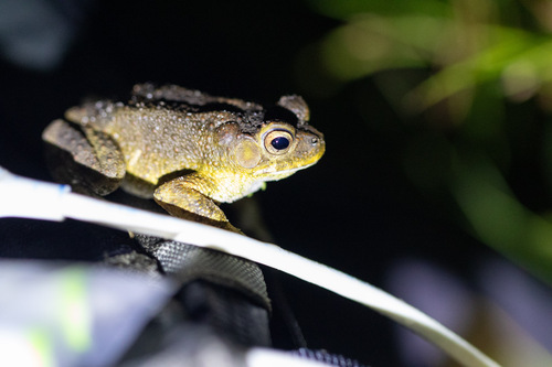 Ingerophrynus macrotis, 2023-07-20