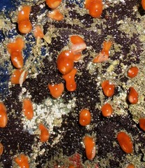 Aplysilla polyraphis