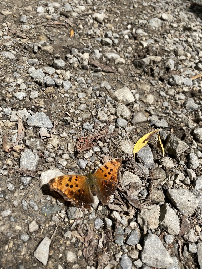 Commas from Beltline Trail, Toronto, ON, CA on July 24, 2023 at 01:04 ...