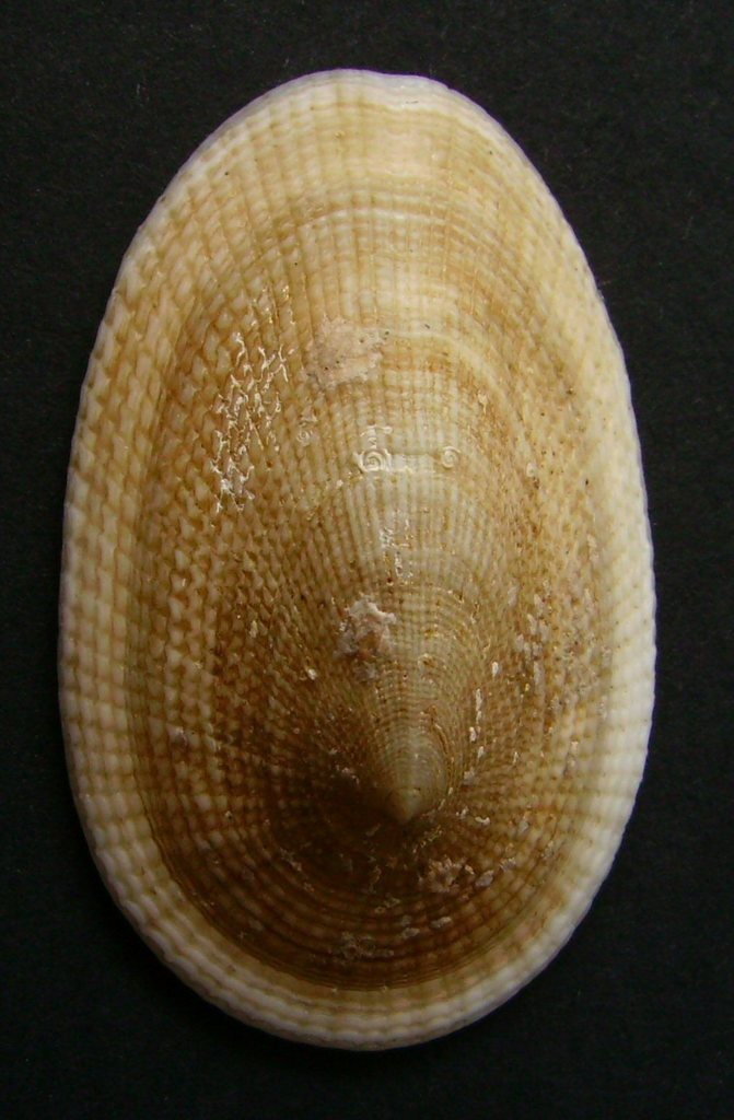 Tugali