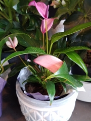 Anthurium amnicola