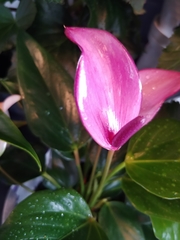 Anthurium amnicola