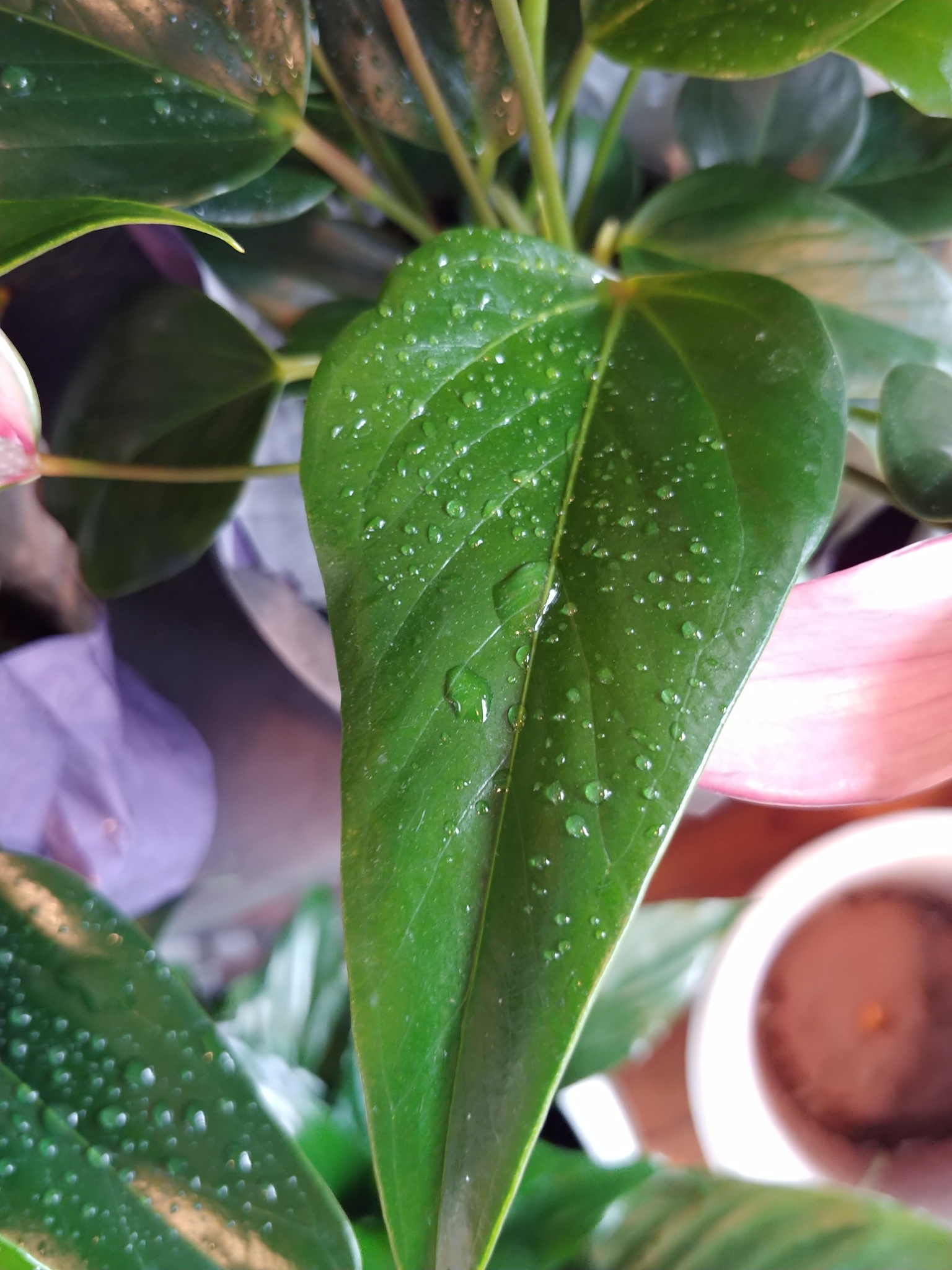 tulip anthurium (Anthurium amnicola)  iNaturalist