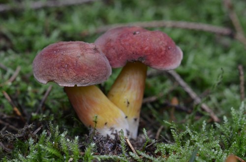 Matte Bolete