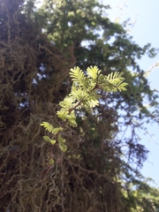 Vachellia caven