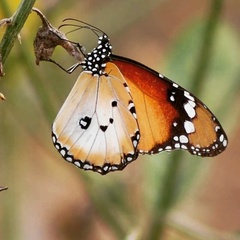 Danaus chrysippus alcippus