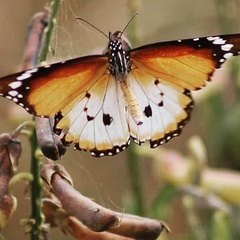 Danaus chrysippus alcippus