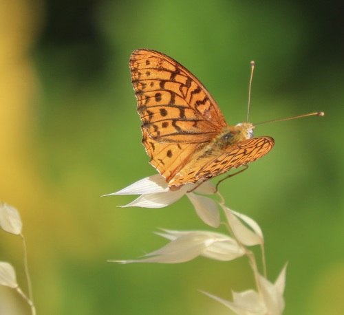Unsilvered Fritillary photo 5