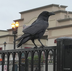 Corvus corax