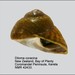 Diloma coracinum - Photo (c) WoRMS Editorial Board, algunos derechos reservados (CC BY-NC-SA)