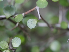 Melicytus micranthus