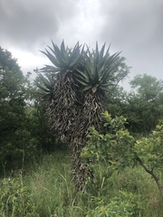 Aloe marlothii marlothii