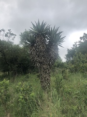 Aloe marlothii marlothii