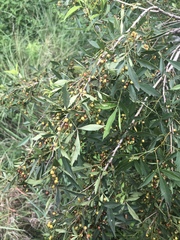 Searsia transvaalensis