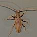 Fig Longhorn Beetle - Photo (c) Steve Kerr, some rights reserved (CC BY), uploaded by Steve Kerr