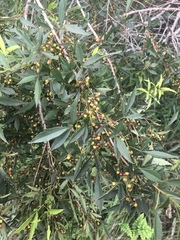 Searsia transvaalensis