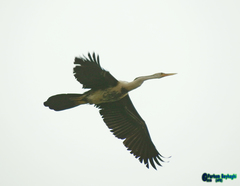 Anhinga rufa chantrei