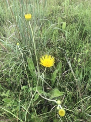 Berkheya setifera